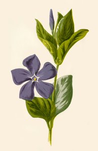 Periwinkle, 1877