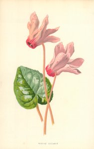 Ciclamino persiano