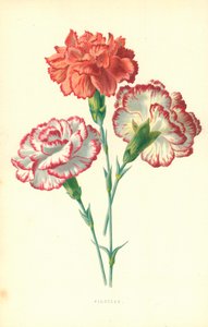 Garofani da Frederick Edward Hulme