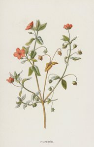 Pimpinella