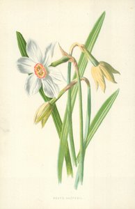 Narciso del poeta da Frederick Edward Hulme