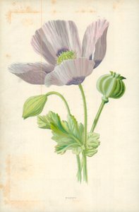 Papavero da Frederick Edward Hulme