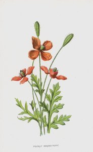 Papavero Spinoso