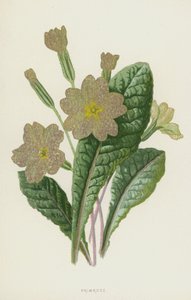 Primula