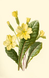 Primula, 1877