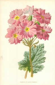 Primula o Primula cinese