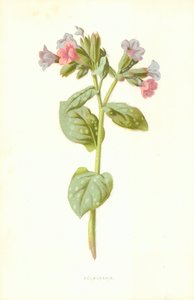 Polmonaria da Frederick Edward Hulme