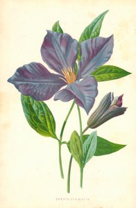 Clematide viola