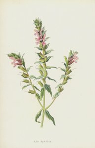 Bartisia rossa da Frederick Edward Hulme