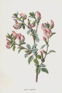 Ononide da Frederick Edward Hulme