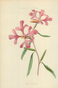 Clarkia rosa da Frederick Edward Hulme