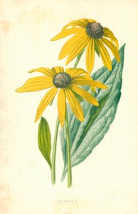 Rudbeckia da Frederick Edward Hulme