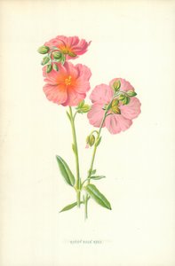 Cisto rosso da Frederick Edward Hulme