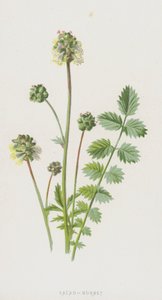 Pimpinella da Frederick Edward Hulme