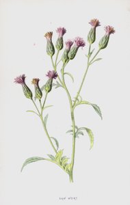 Serratula da Frederick Edward Hulme