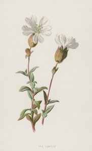 Silene Marittima