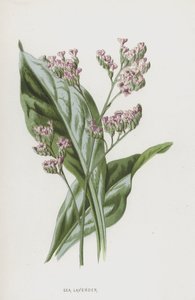 Lavanda di Mare da Frederick Edward Hulme