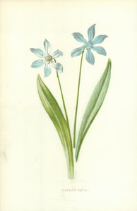 Scilla siberiana da Frederick Edward Hulme