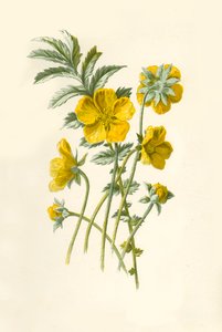 Erba argentata, 1877