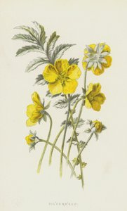 Potentilla anserina da Frederick Edward Hulme