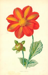 Dalia singola da Frederick Edward Hulme
