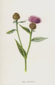 Centaurea minore
