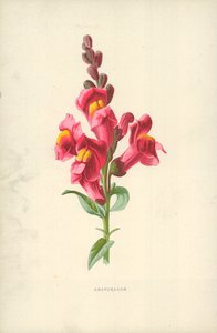 Bocca di leone