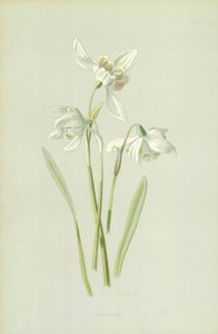 Bucaneve da Frederick Edward Hulme