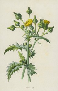 Sonchus da Frederick Edward Hulme