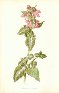 Ortica maculata da Frederick Edward Hulme