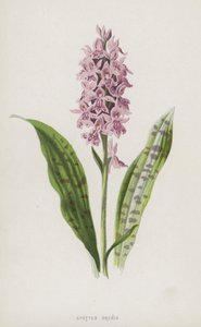 Orchidea Maculata