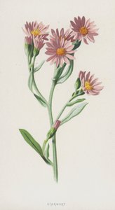 Stellaria da Frederick Edward Hulme