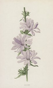 Cicoria da Frederick Edward Hulme