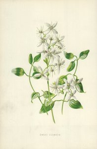 Dolce Clematide da Frederick Edward Hulme
