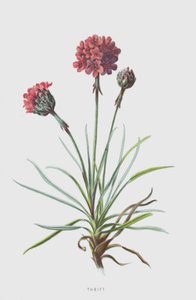 Armeria da Frederick Edward Hulme