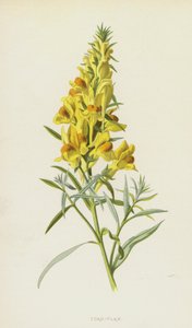 Linaria