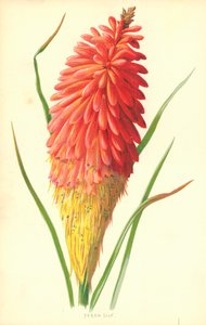 Torch Lily da Frederick Edward Hulme