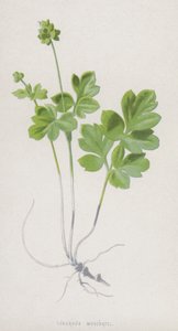 Moscatella tuberosa da Frederick Edward Hulme