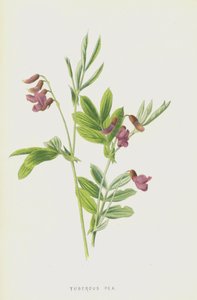 Pisello tuberoso