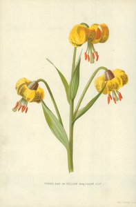 Giglio martagone giallo da Frederick Edward Hulme