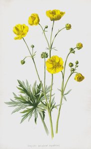 Ranuncolo dei prati da Frederick Edward Hulme