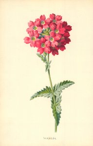 Verbena da Frederick Edward Hulme