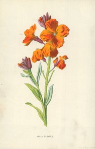 Fiore di muro