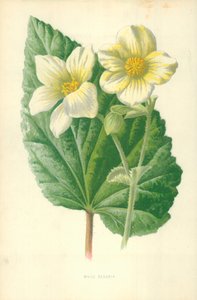 Begonia bianca