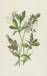 Silene bianca da Frederick Edward Hulme