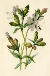 Silene bianca, 1877 da Frederick Edward Hulme