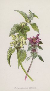 Ortica bianca e rossa da Frederick Edward Hulme