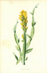 Scopa alata