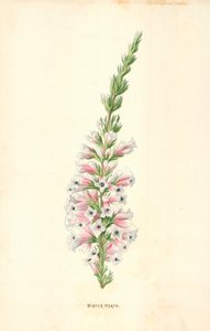 Erica invernale da Frederick Edward Hulme