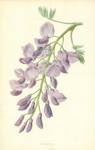 Glicine da Frederick Edward Hulme